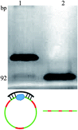 Graphical abstract: Amplified visual detection of microRNA-378 through a T4 DNA ligase-mediated circular template specific to target and target-triggering rolling circle amplification