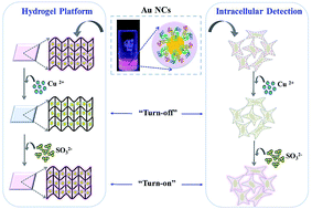Graphical abstract: Label-free fluorescence “turn-on” detection of SO32− by gold nanoclusters: integration in a hydrogel platform and intracellular detection