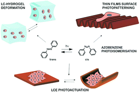 Graphical abstract: Azobenzene-based polymers: emerging applications as cell culture platforms