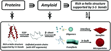Graphical abstract: Tuning protein assembly pathways through superfast amyloid-like aggregation