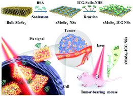 Graphical abstract: Hybrid MoSe2–indocyanine green nanosheets as a highly efficient phototheranostic agent for photoacoustic imaging guided photothermal cancer therapy