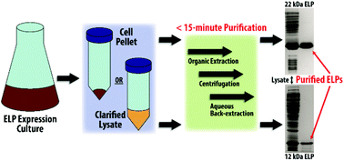 Graphical abstract: Rapid and simple purification of elastin-like polypeptides directly from whole cells and cell lysates by organic solvent extraction