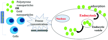 Graphical abstract: Comparative analysis of the cellular entry of polystyrene and gold nanoparticles using the freeze concentration method