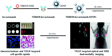 Graphical abstract: Bevacizumab and near infrared probe conjugated iron oxide nanoparticles for vascular endothelial growth factor targeted MR and optical imaging