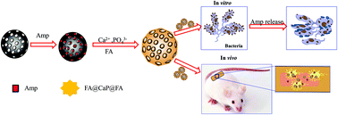 Graphical abstract: Folic acid-modified mesoporous silica nanoparticles with pH-responsiveness loaded with Amp for an enhanced effect against anti-drug-resistant bacteria by overcoming efflux pump systems