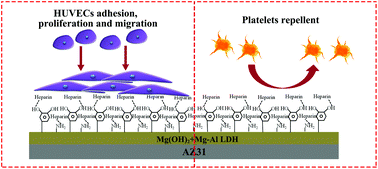 Graphical abstract: Layered double hydroxide/poly-dopamine composite coating with surface heparinization on Mg alloys: improved anticorrosion, endothelialization and hemocompatibility