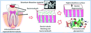 Graphical abstract: Highly reactive crystalline-phase-embedded strontium-bioactive nanorods for multimodal bioactive applications