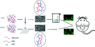 Graphical abstract: Electrospinning of in situ crosslinked recombinant human collagen peptide/chitosan nanofibers for wound healing
