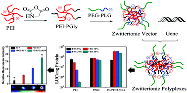 Graphical abstract: Poly(ethylene glycol)-poly-l-glutamate complexed with polyethyleneimine−polyglycine for highly efficient gene delivery in vitro and in vivo