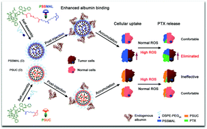 Graphical abstract: In vivo tailor-made protein corona of a prodrug-based nanoassembly fabricated by redox dual-sensitive paclitaxel prodrug for the superselective treatment of breast cancer