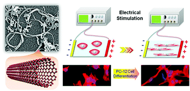 Graphical abstract: Effective nerve cell modulation by electrical stimulation of carbon nanotube embedded conductive polymeric scaffolds