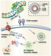 Graphical abstract: Intracellular self-disassemble polysaccharide nanoassembly for multi-factors tumor drug resistance modulation of doxorubicin