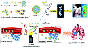 Graphical abstract: Homing of ICG-loaded liposome inlaid with tumor cellular membrane to the homologous xenografts glioma eradicates the primary focus and prevents lung metastases through phototherapy