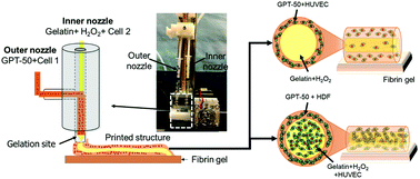 Graphical abstract: Coaxial bioprinting of cell-laden vascular constructs using a gelatin–tyramine bioink
