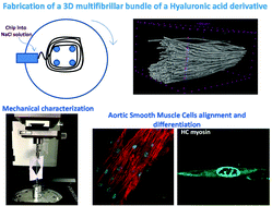Graphical abstract: Multifibrillar bundles of a self-assembling hyaluronic acid derivative obtained through a microfluidic technique for aortic smooth muscle cell orientation and differentiation