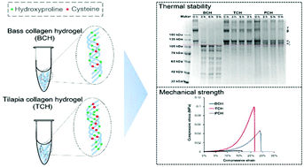 Graphical abstract: The promising indicators of the thermal and mechanical properties of collagen from bass and tilapia: synergistic effects of hydroxyproline and cysteine