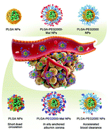Graphical abstract: In situ low-immunogenic albumin-conjugating-corona guiding nanoparticles for tumor-targeting chemotherapy