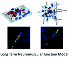 Graphical abstract: Electrospun nanofibers facilitate better alignment, differentiation, and long-term culture in an in vitro model of the neuromuscular junction (NMJ)