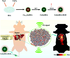 Graphical abstract: Ultrasmall hybrid protein–copper sulfide nanoparticles for targeted photoacoustic imaging of orthotopic hepatocellular carcinoma with a high signal-to-noise ratio