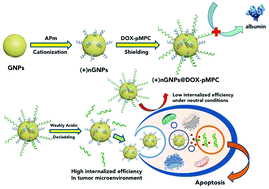 Graphical abstract: Anti-biofouling therapeutic nanoparticles with removable shell and highly efficient internalization by cancer cells