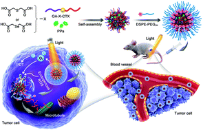 Graphical abstract: Light-activatable dual-source ROS-responsive prodrug nanoplatform for synergistic chemo-photodynamic therapy