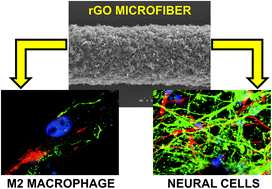 Graphical abstract: Response of macrophages and neural cells in contact with reduced graphene oxide microfibers