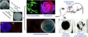 Graphical abstract: Regenerating infected bone defects with osteocompatible microspheres possessing antibacterial activity