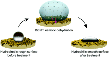Graphical abstract: Topographical alterations render bacterial biofilms susceptible to chemical and mechanical stress