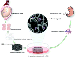 Graphical abstract: A testis-derived macroporous 3D scaffold as a platform for the generation of mouse testicular organoids
