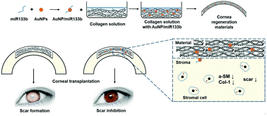 Graphical abstract: Collagen-based materials combined with microRNA for repairing cornea wounds and inhibiting scar formation
