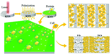 Graphical abstract: A spatially varying charge model for regulating site-selective protein adsorption and cell behaviors
