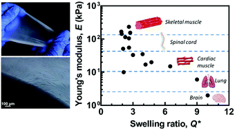 Graphical abstract: Polypeptide-affined interpenetrating hydrogels with tunable physical and mechanical properties