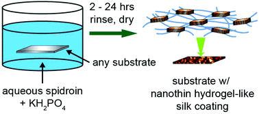 Graphical abstract: Universal nanothin silk coatings via controlled spidroin self-assembly