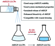 Graphical abstract: In situ gelation of rhEGF-containing liquid crystalline precursor with good cargo stability and system mechanical properties: a novel delivery system for chronic wounds treatment