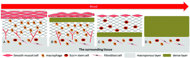 Graphical abstract: The surrounding tissue contributes to smooth muscle cells’ regeneration and vascularization of small diameter vascular grafts