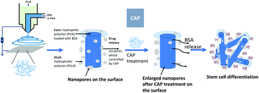 Graphical abstract: Cold atmospheric plasma (CAP)-modified and bioactive protein-loaded core–shell nanofibers for bone tissue engineering applications