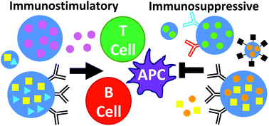 Graphical abstract: Polymeric micro- and nanoparticles for immune modulation