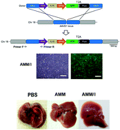 Graphical abstract: IL-10-secreting human MSCs generated by TALEN gene editing ameliorate liver fibrosis through enhanced anti-fibrotic activity