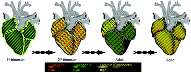 Graphical abstract: Native cardiac environment and its impact on engineering cardiac tissue