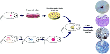 Graphical abstract: A fibrinous and allogeneic fibroblast-enriched membrane as a biocompatible material can improve diabetic wound healing