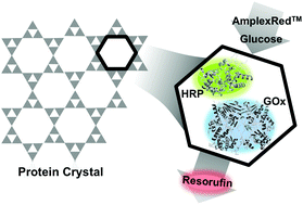 Graphical abstract: Porous protein crystals as scaffolds for enzyme immobilization