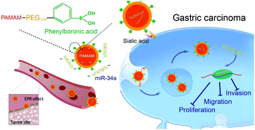 Graphical abstract: Phenylboronic acid-functionalized polyamidoamine-mediated miR-34a delivery for the treatment of gastric cancer