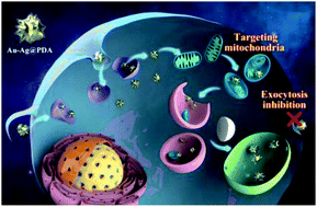 Graphical abstract: Targeting mitochondria with Au–Ag@Polydopamine nanoparticles for papillary thyroid cancer therapy