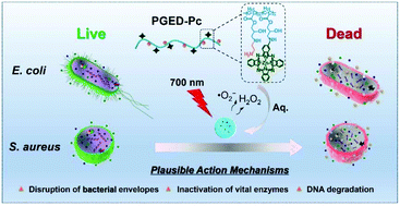 Graphical abstract: Phthalocyanine functionalized poly(glycidyl methacrylate) nano-assemblies for photodynamic inactivation of bacteria