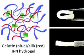 Graphical abstract: A multi-interpenetrating network (IPN) hydrogel with gelatin and silk fibroin