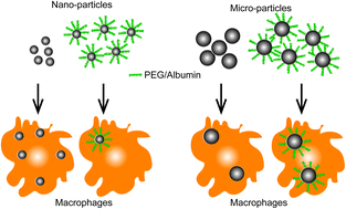 Graphical abstract: Disparate effects of PEG or albumin based surface modification on the uptake of nano- and micro-particles
