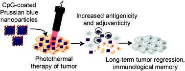 Graphical abstract: Prussian blue nanoparticle-based antigenicity and adjuvanticity trigger robust antitumor immune responses against neuroblastoma