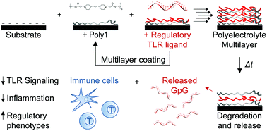 Graphical abstract: Engineering release kinetics with polyelectrolyte multilayers to modulate TLR signaling and promote immune tolerance