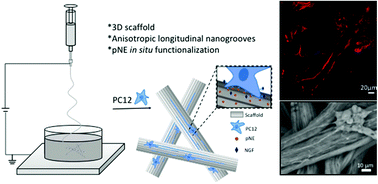 Graphical abstract: Bioadhesive anisotropic nanogrooved microfibers directing three-dimensional neurite extension