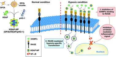 Graphical abstract: A self-assembled DNA-nanoparticle with a targeting peptide for hypoxia-inducible gene therapy of ischemic stroke